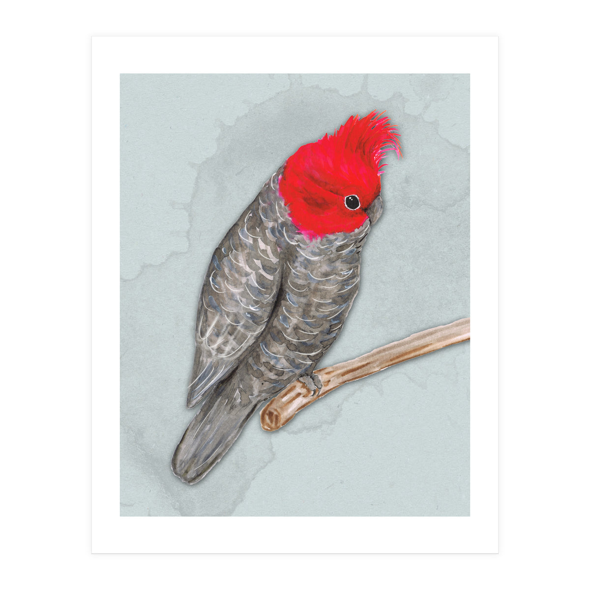 Gang gang cockatoo (Print Only)