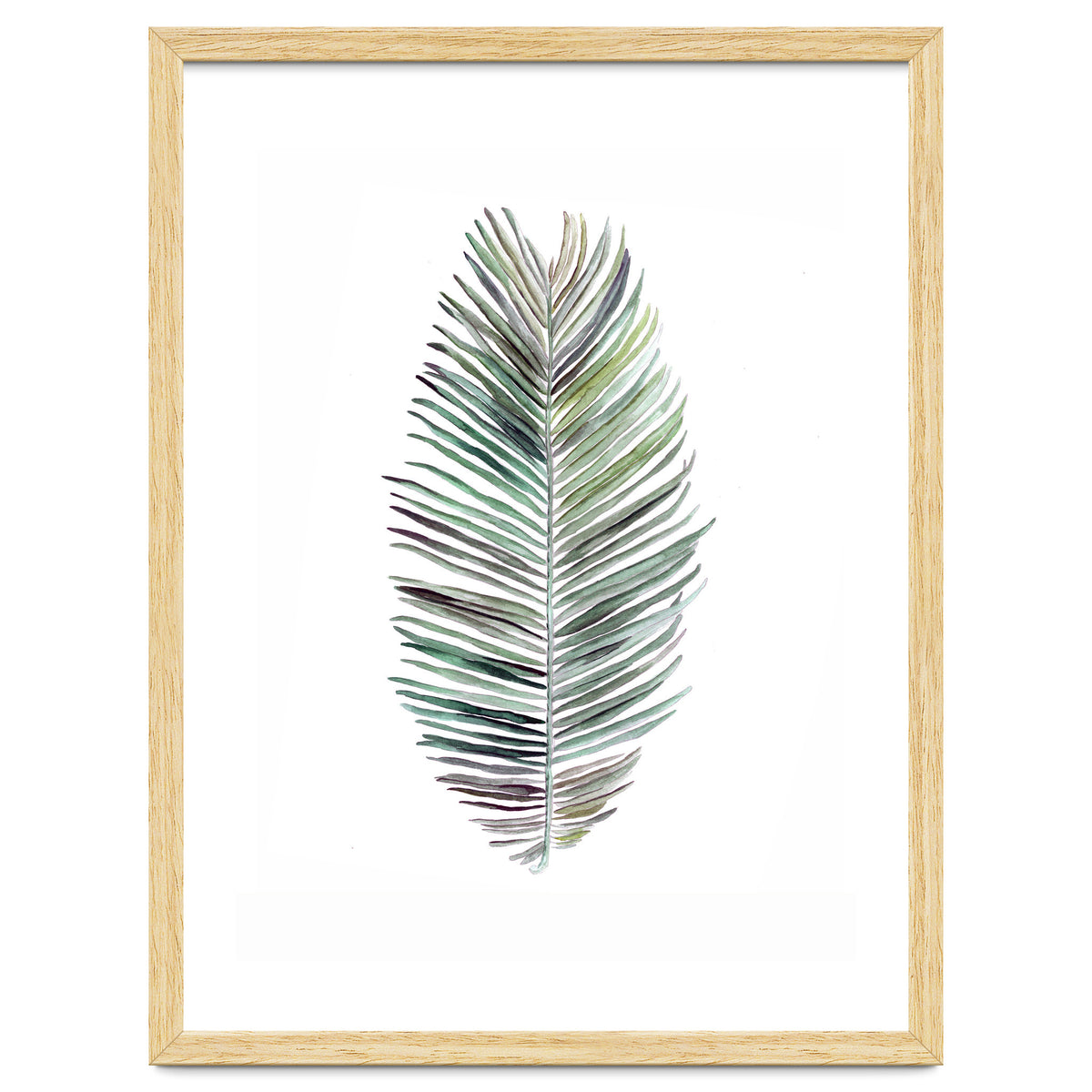 Botanical Illustration Cocos Palm