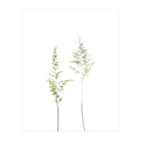 Olive Green Astilbe (Print Only) thumbnail
