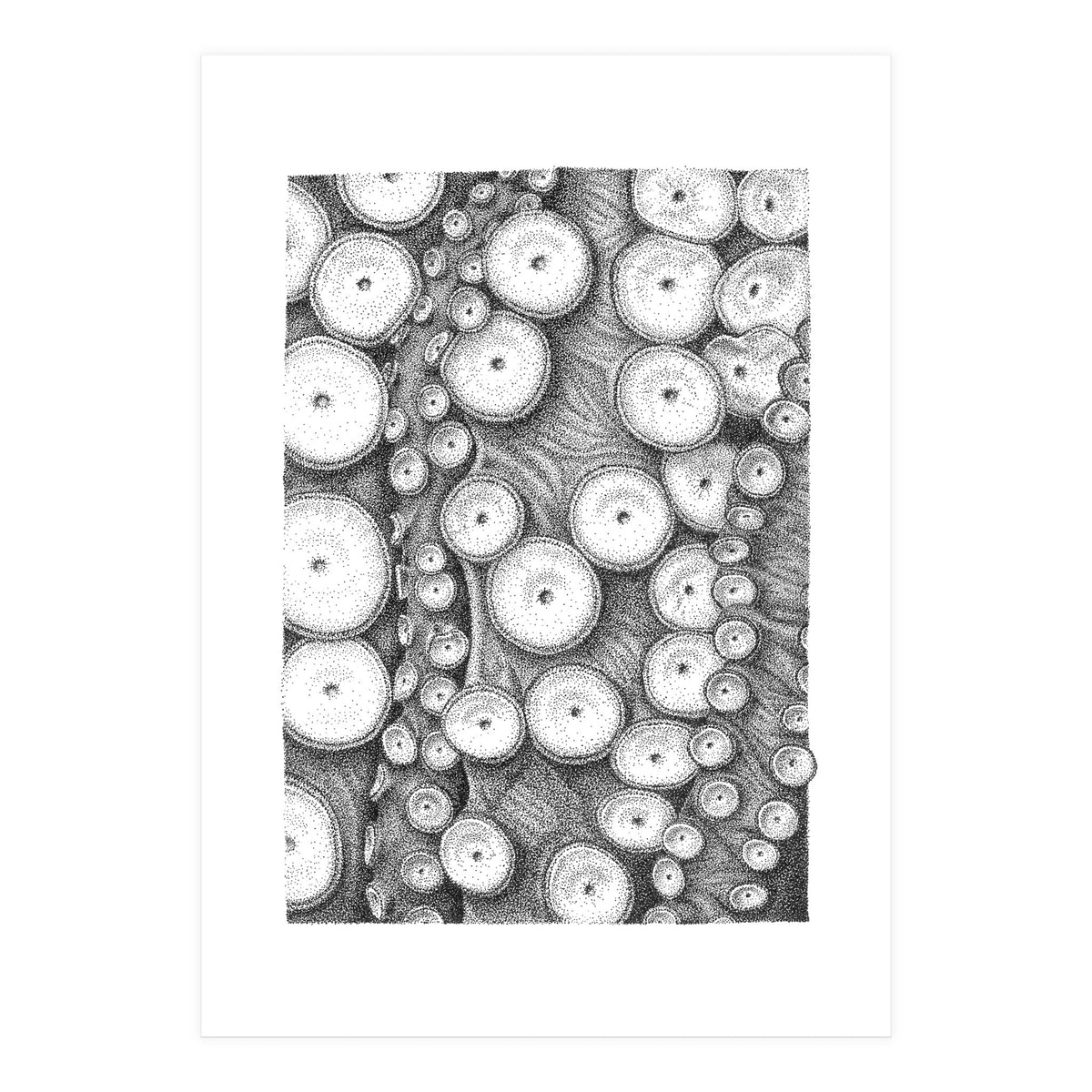 Octopus no. 3 (Print Only)