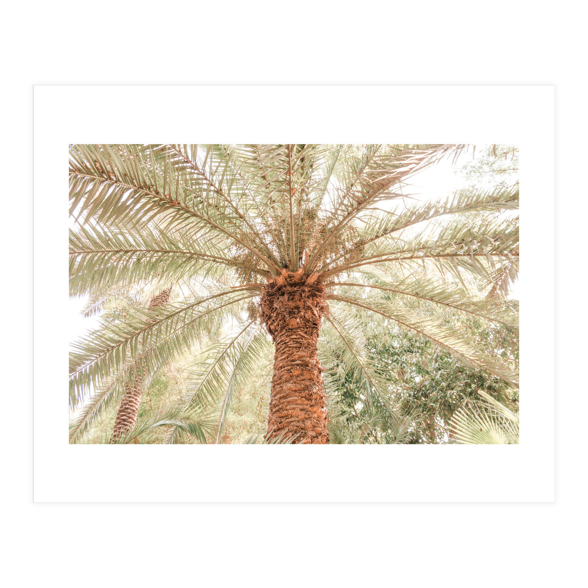 Tropical Palm Tree (Print Only)