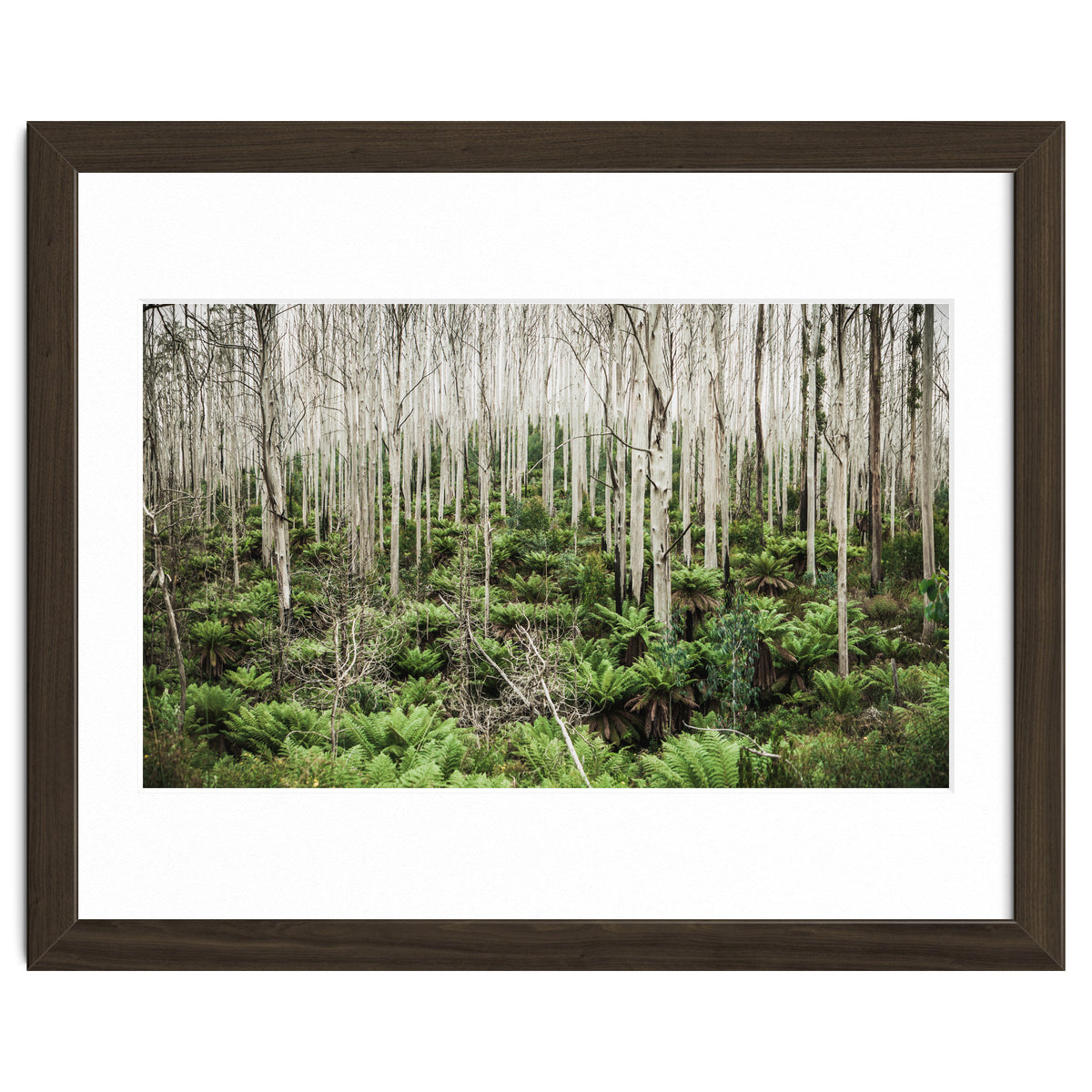 Forest After The Fire