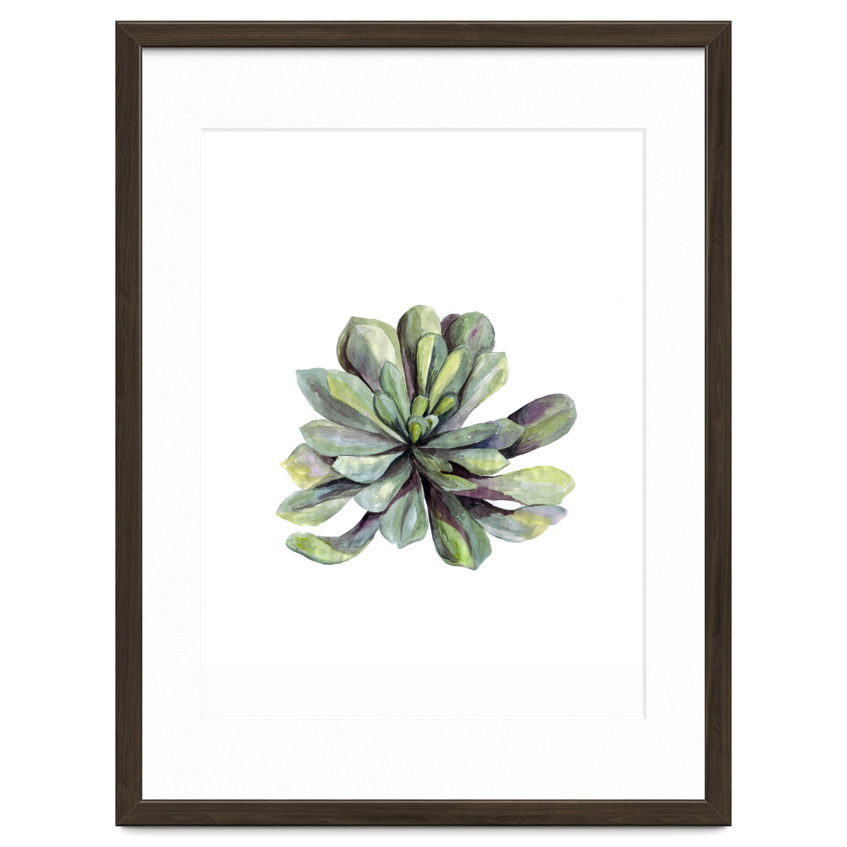 Botanical Illustration Succulent