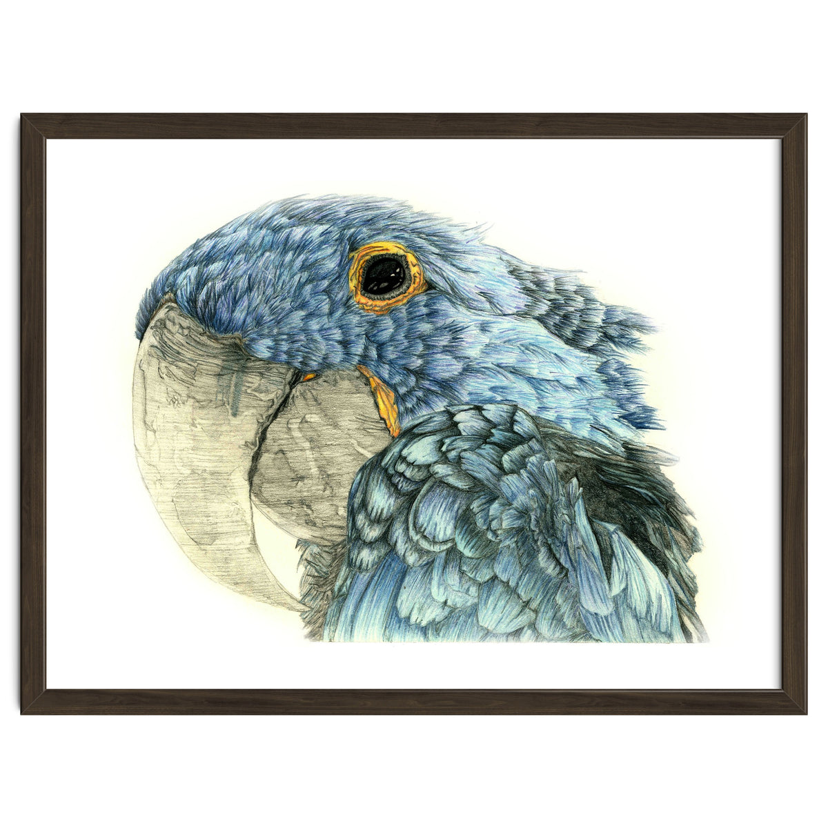 Blue Parrot