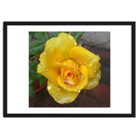 Yellow Rose with Dew Drops