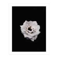 White Rose (Print Only)