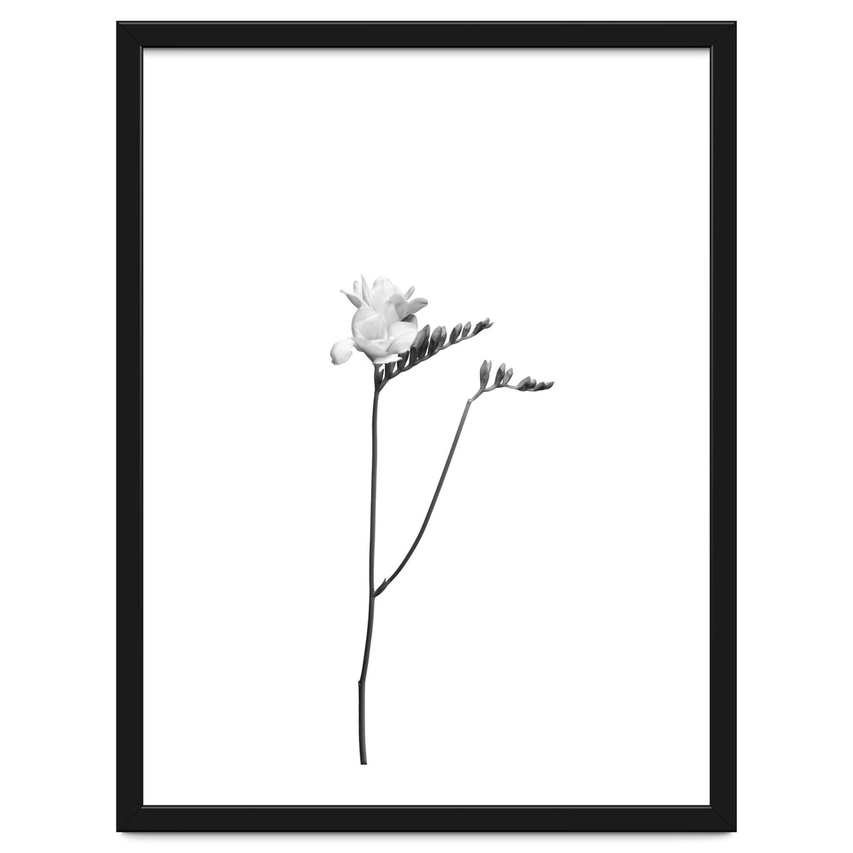 Freesia | bright design