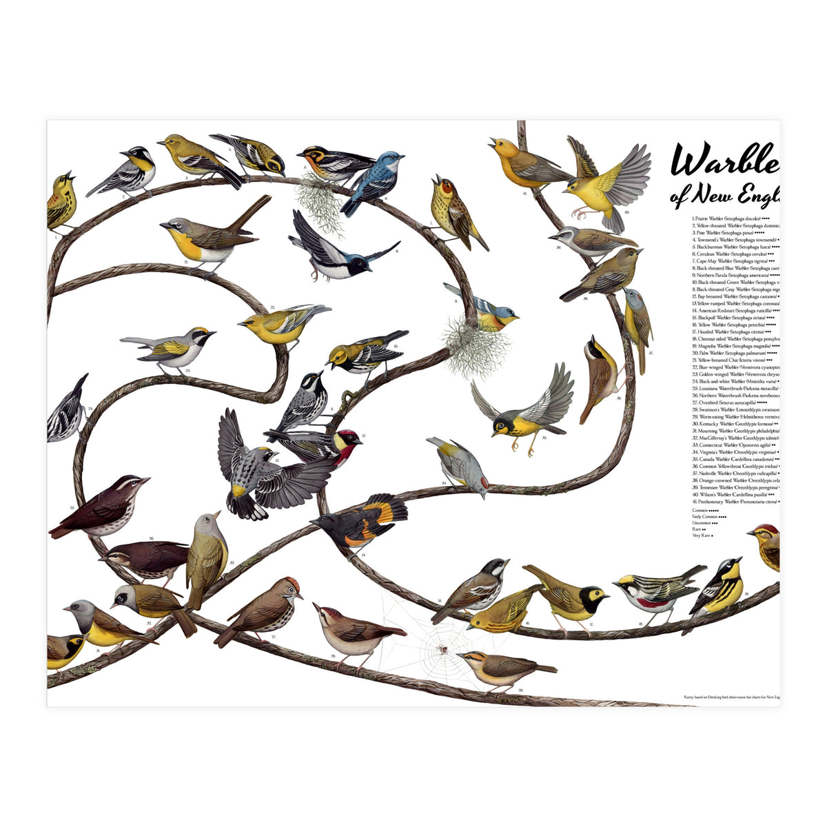 Warblers of New England (Print Only)