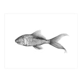 Mr Fish (Print Only) thumbnail