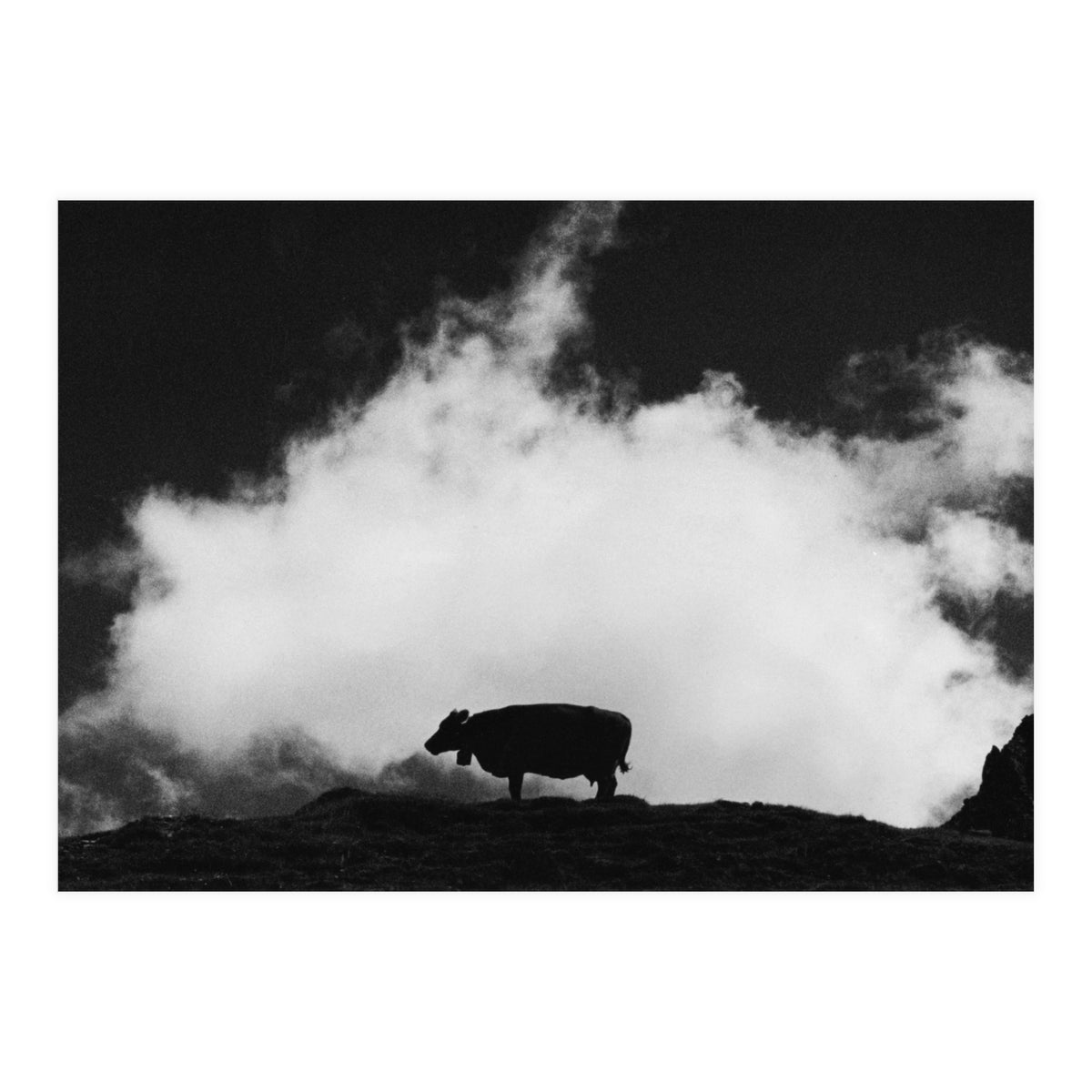cow and cloud (Print Only)