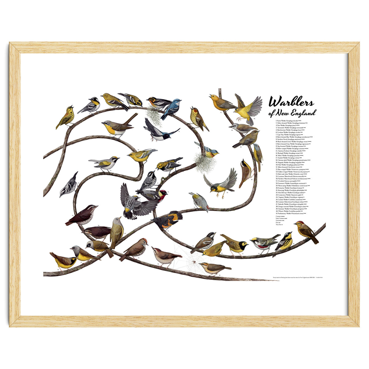 Warblers of New England