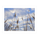 Autumn Grass (Print Only) thumbnail
