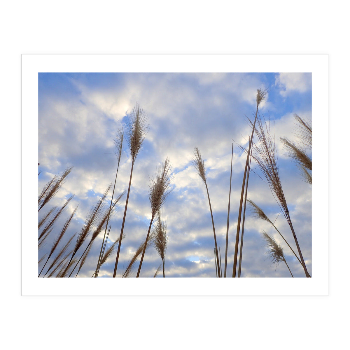 Autumn Grass (Print Only)