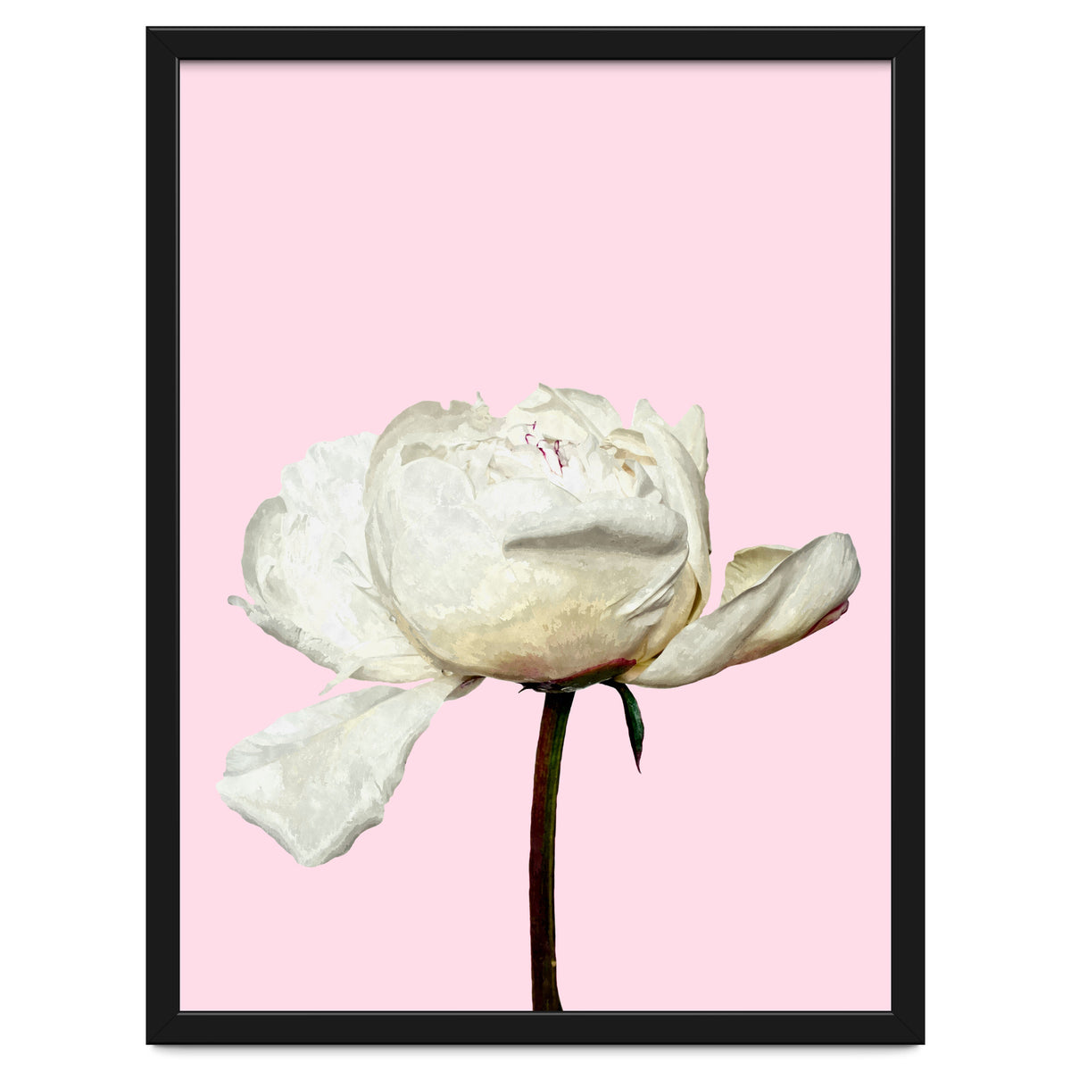White Peony Pink Background
