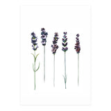 Botanical Illustration Lavender (Print Only) thumbnail