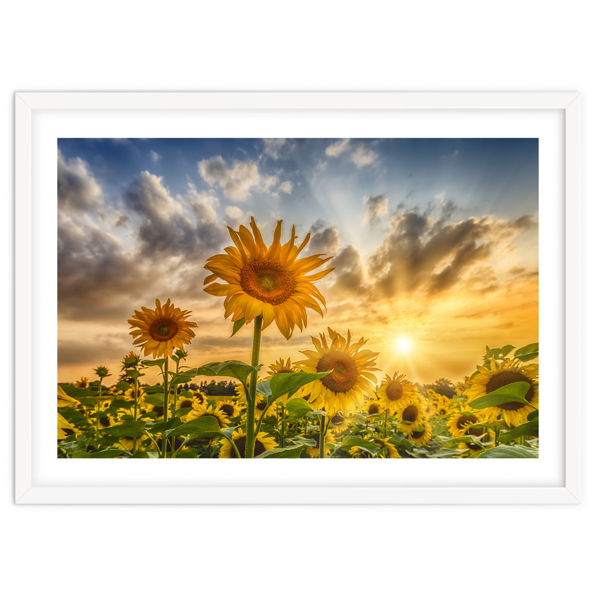 Lovely sunflowers in sunset
