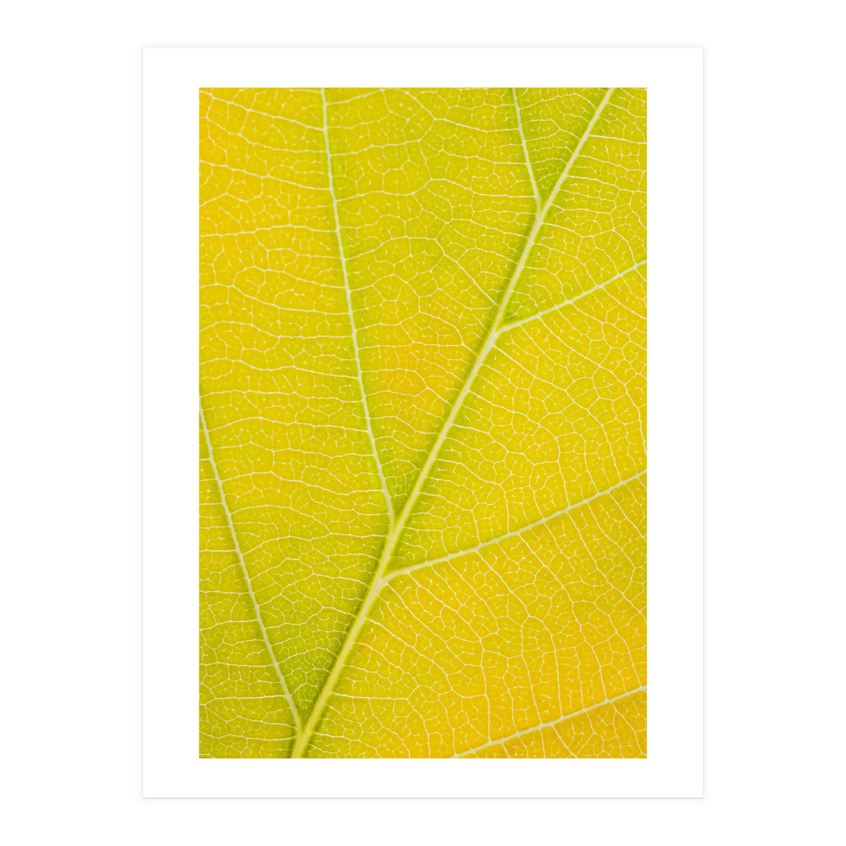 Autumn Leaf (Print Only)