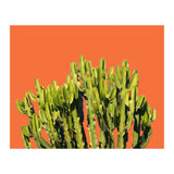 Bold Cactus (Print Only) thumbnail