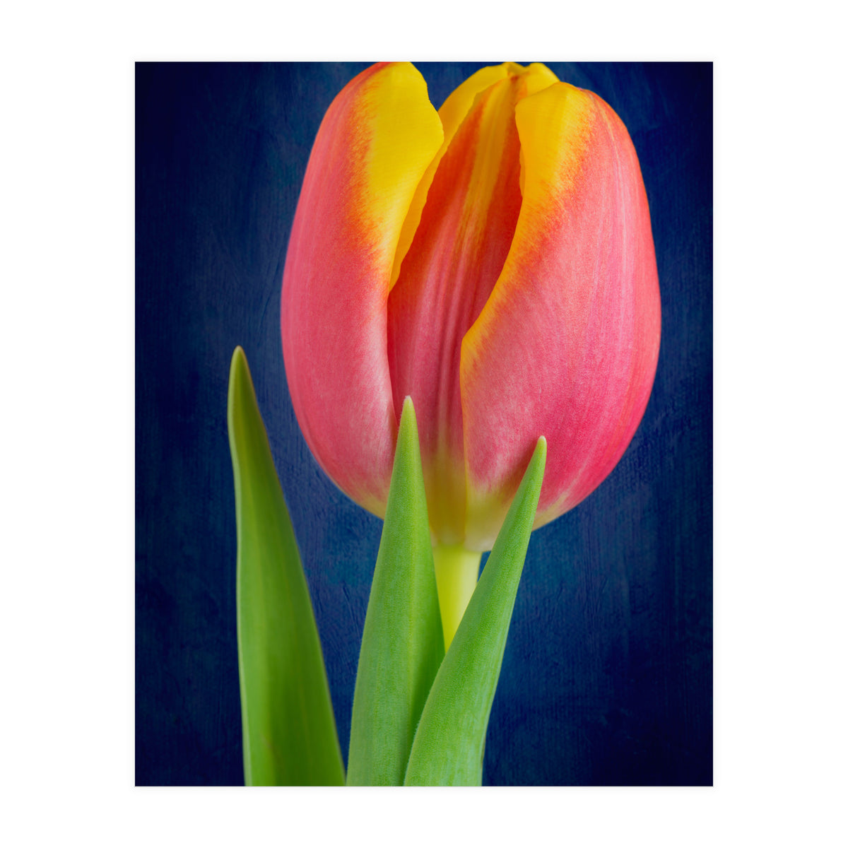 Tulip (Print Only)