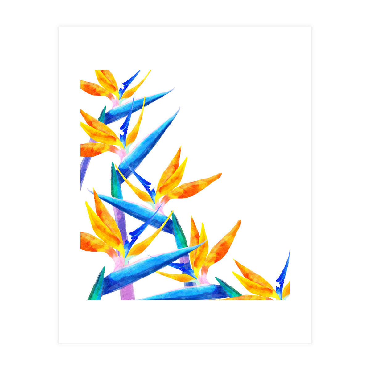 Bird Of Paradise Watercolor (Print Only)