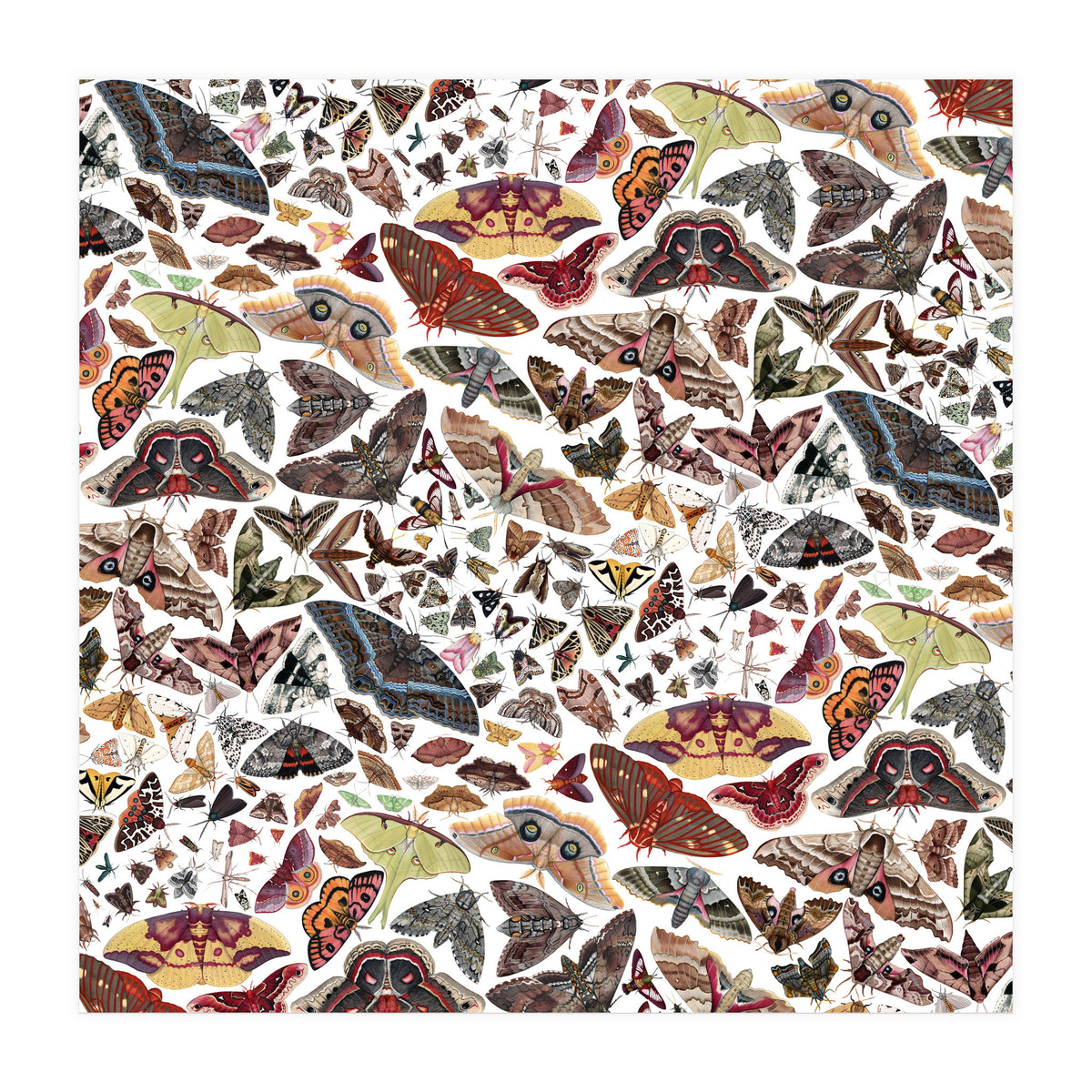 Moths of North America Pattern (Print Only)