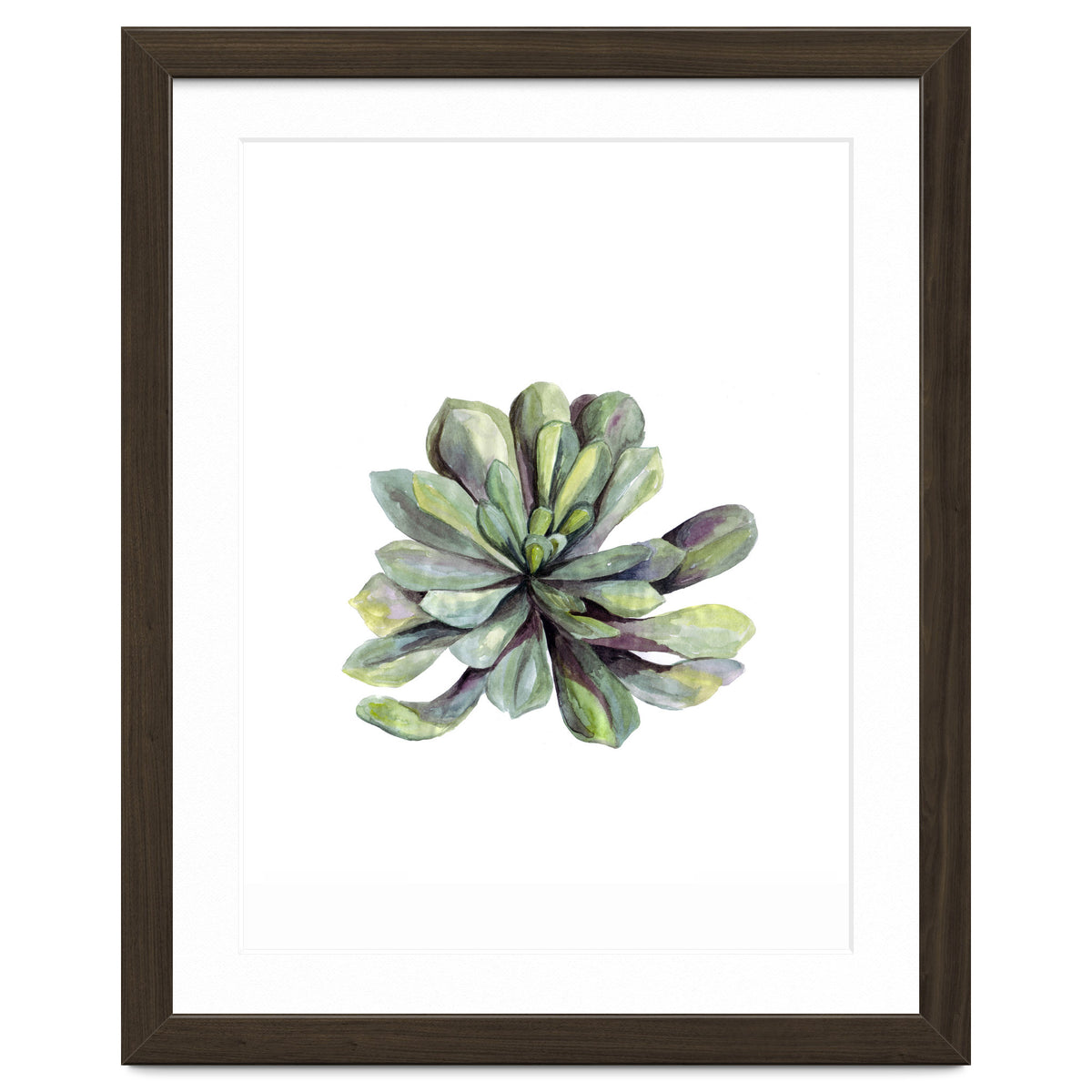 Botanical Illustration Succulent