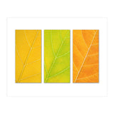 Autumn Leaves (Print Only) thumbnail