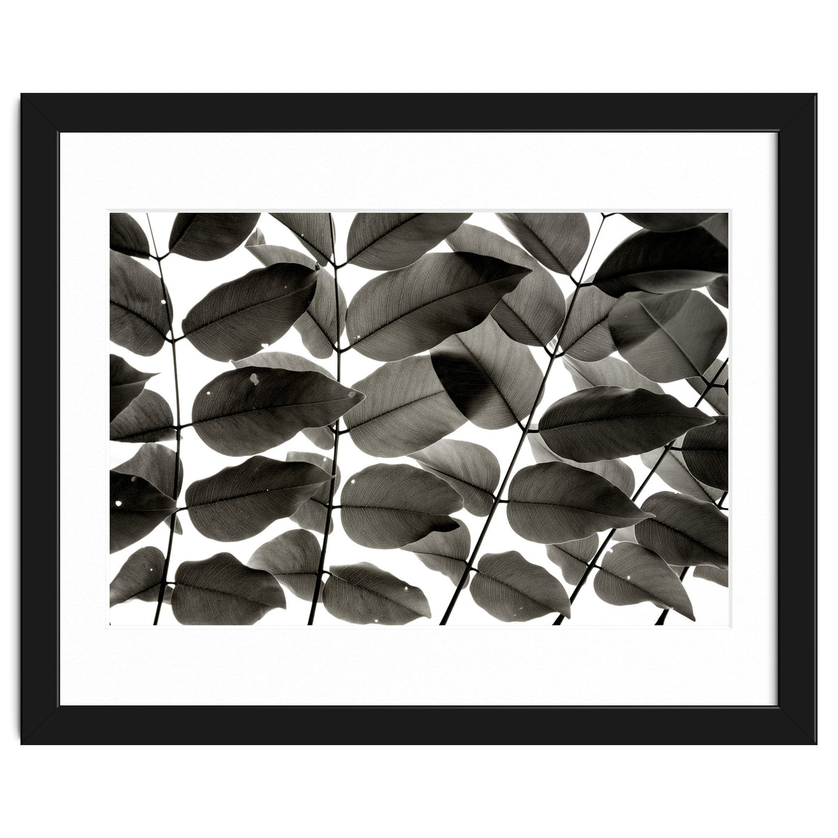 Branches and Leaves I