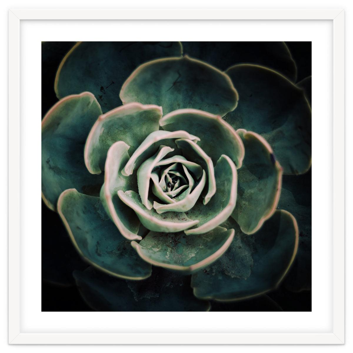 DARKSIDE OF SUCCULENTS IV-A