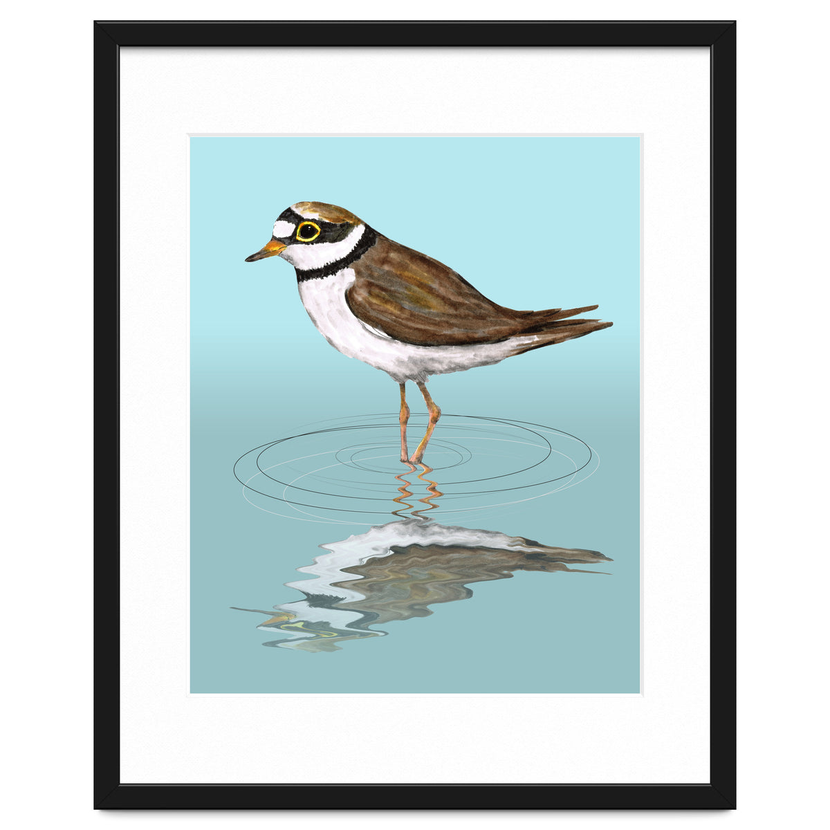 Little ringed  plover