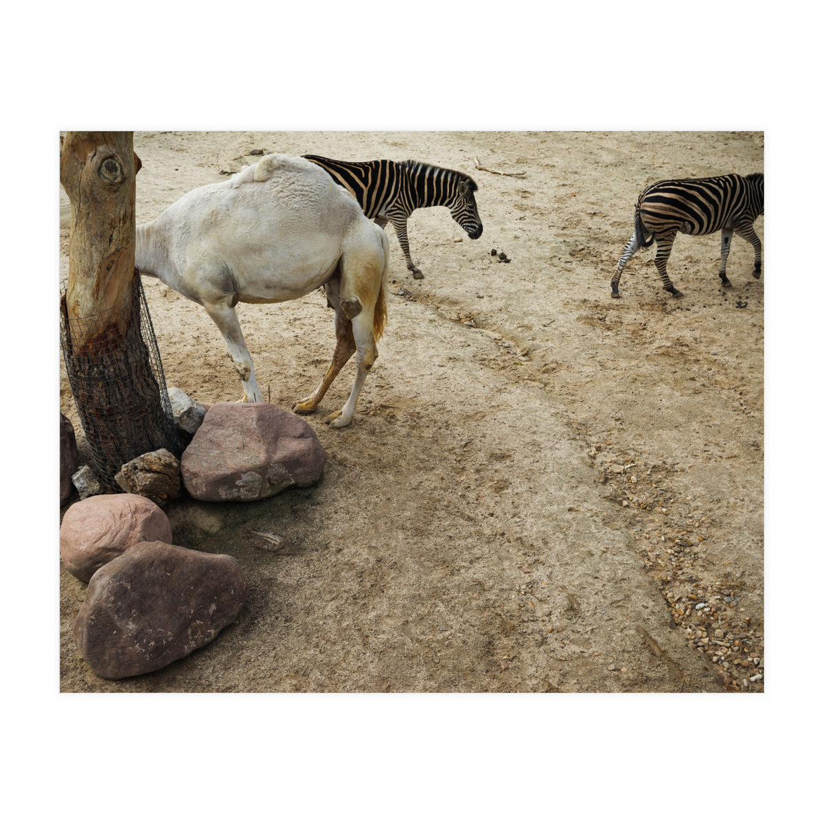 Hiding Game (Print Only)