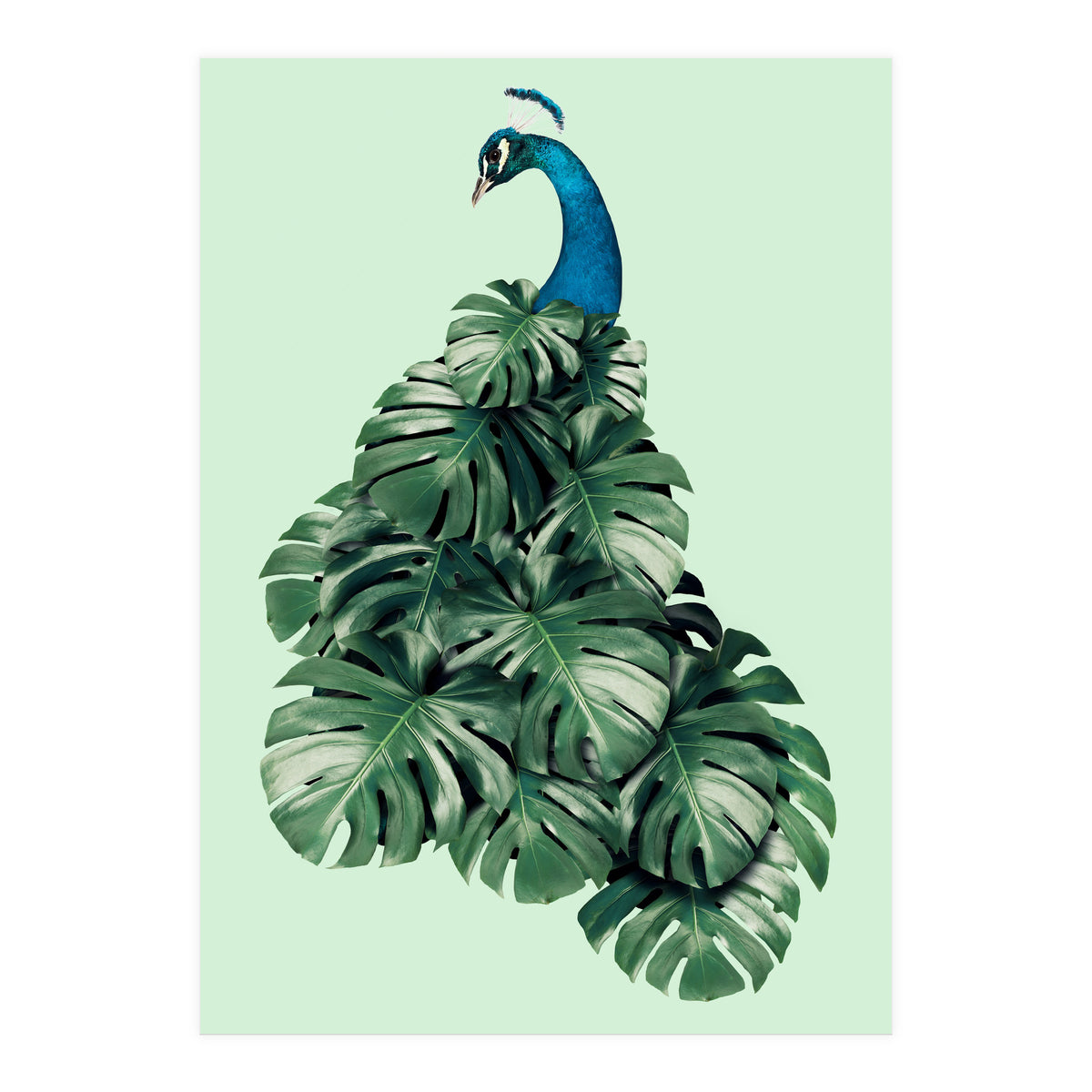 Monstera Bird (Print Only)