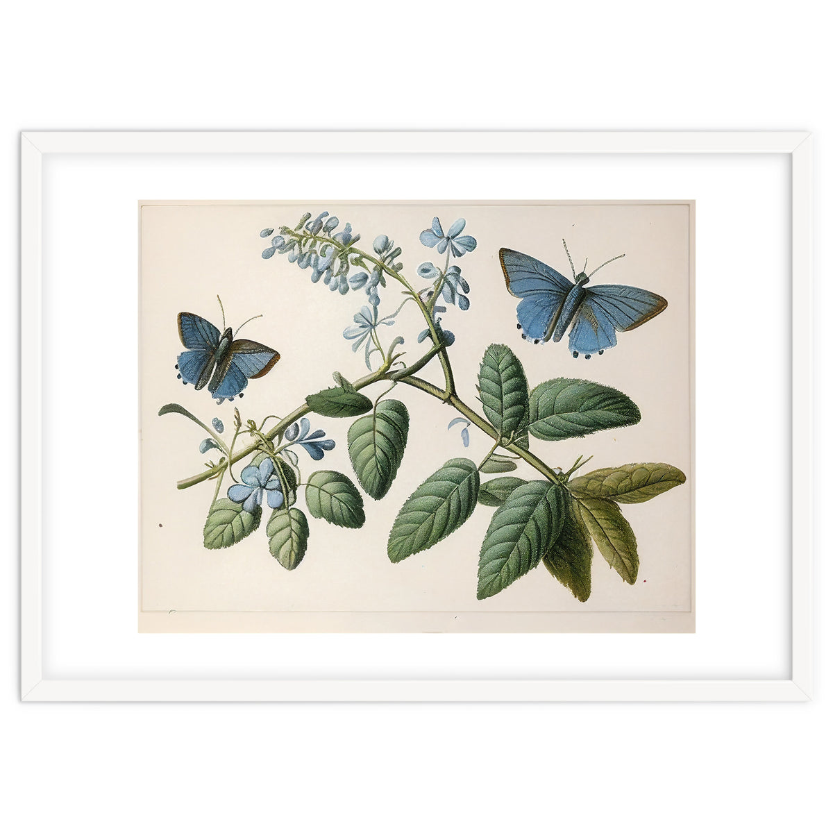 Butterflies Vintage Illustration