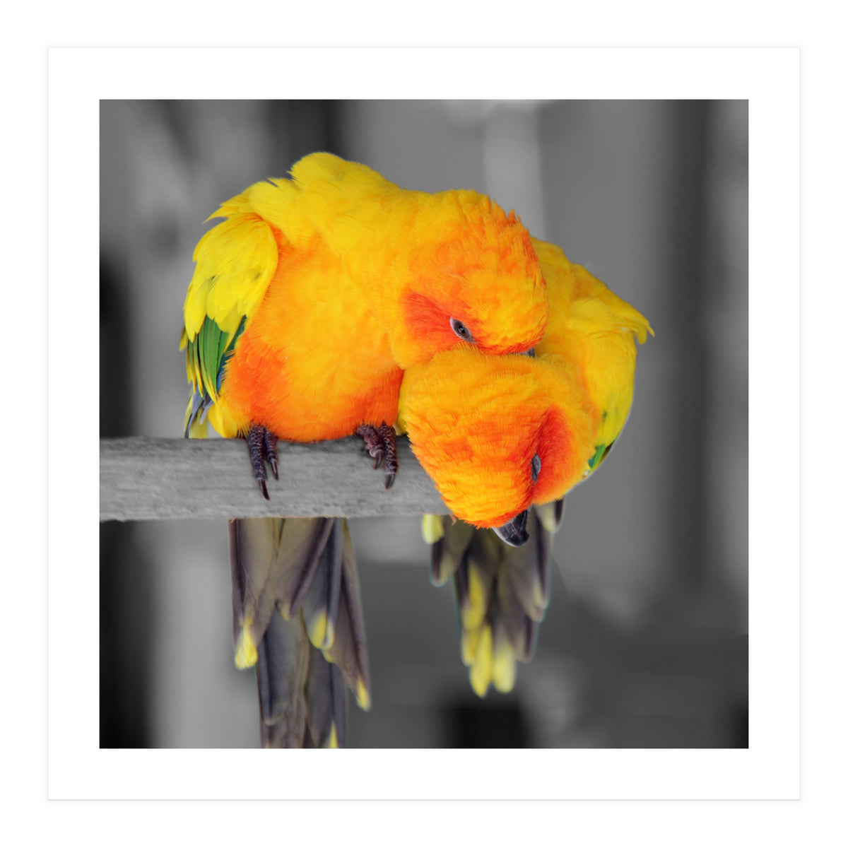 Two sun conures (Print Only)