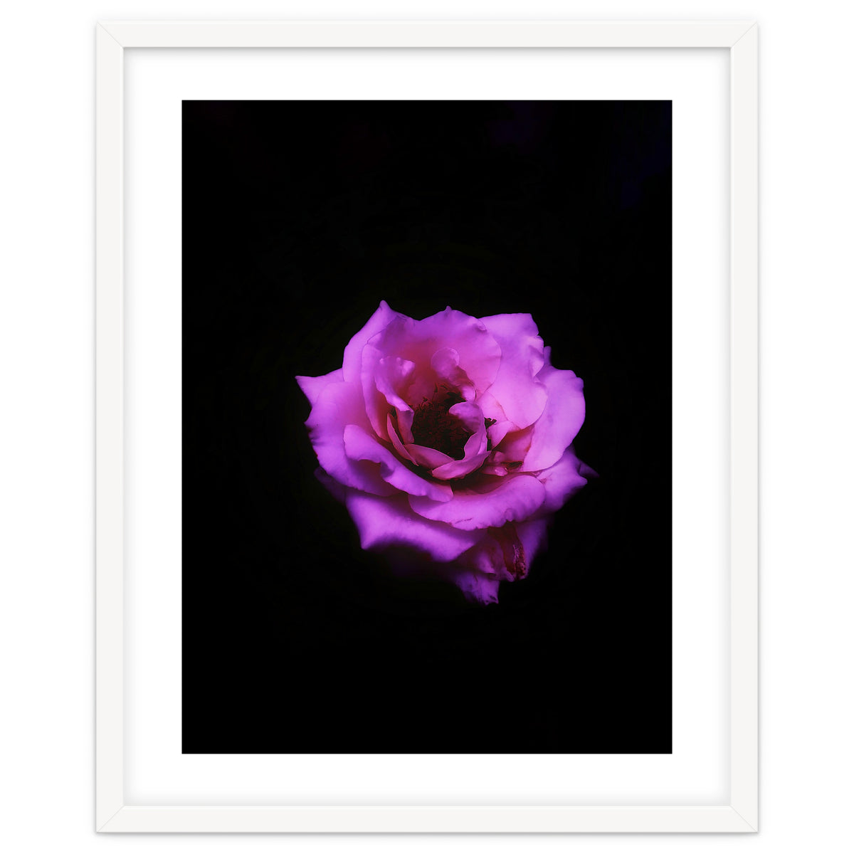 PINK ROSE IN DARK SPACE