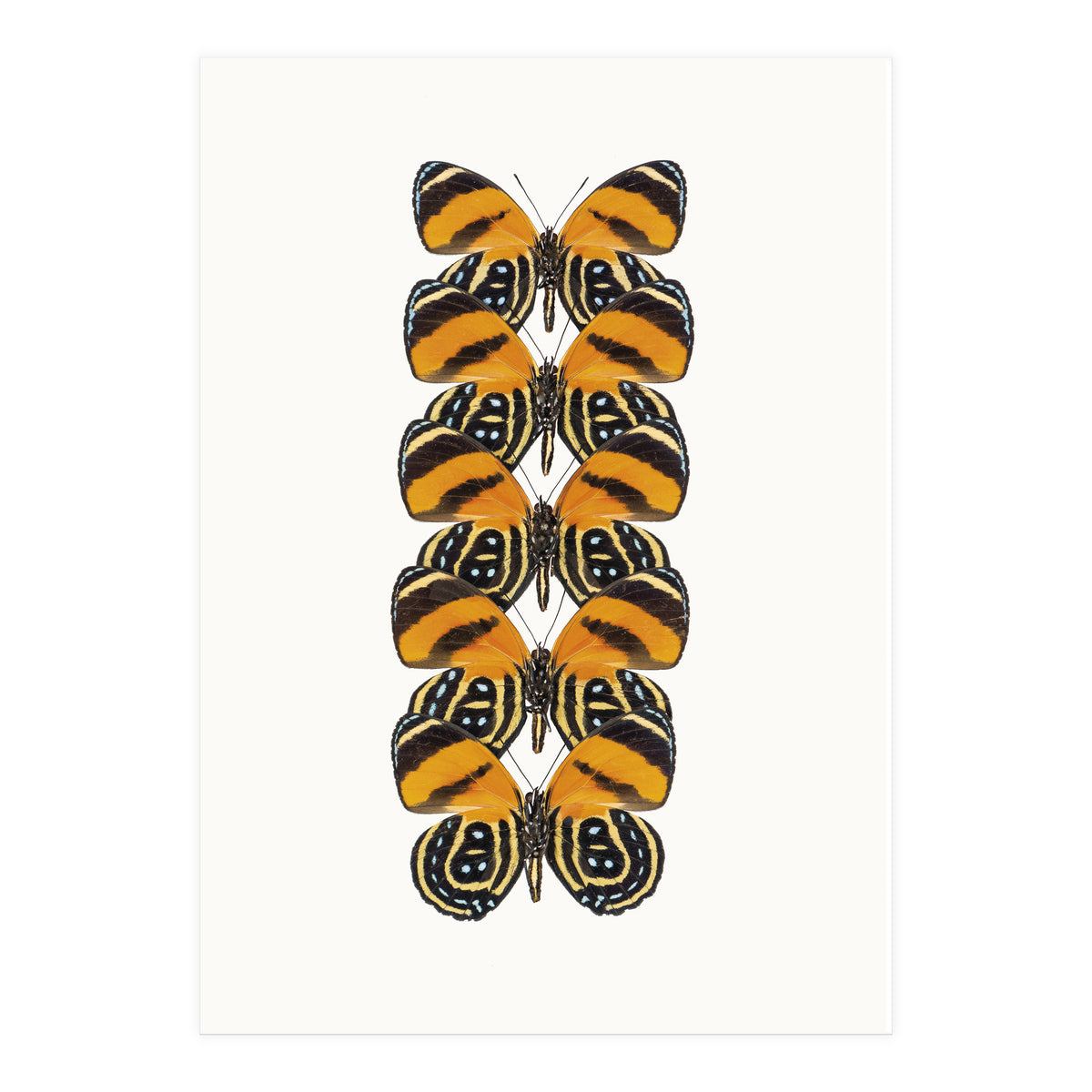 Cc Butterflies 07 (Print Only)