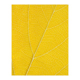 Autumn Leaf (Print Only) thumbnail