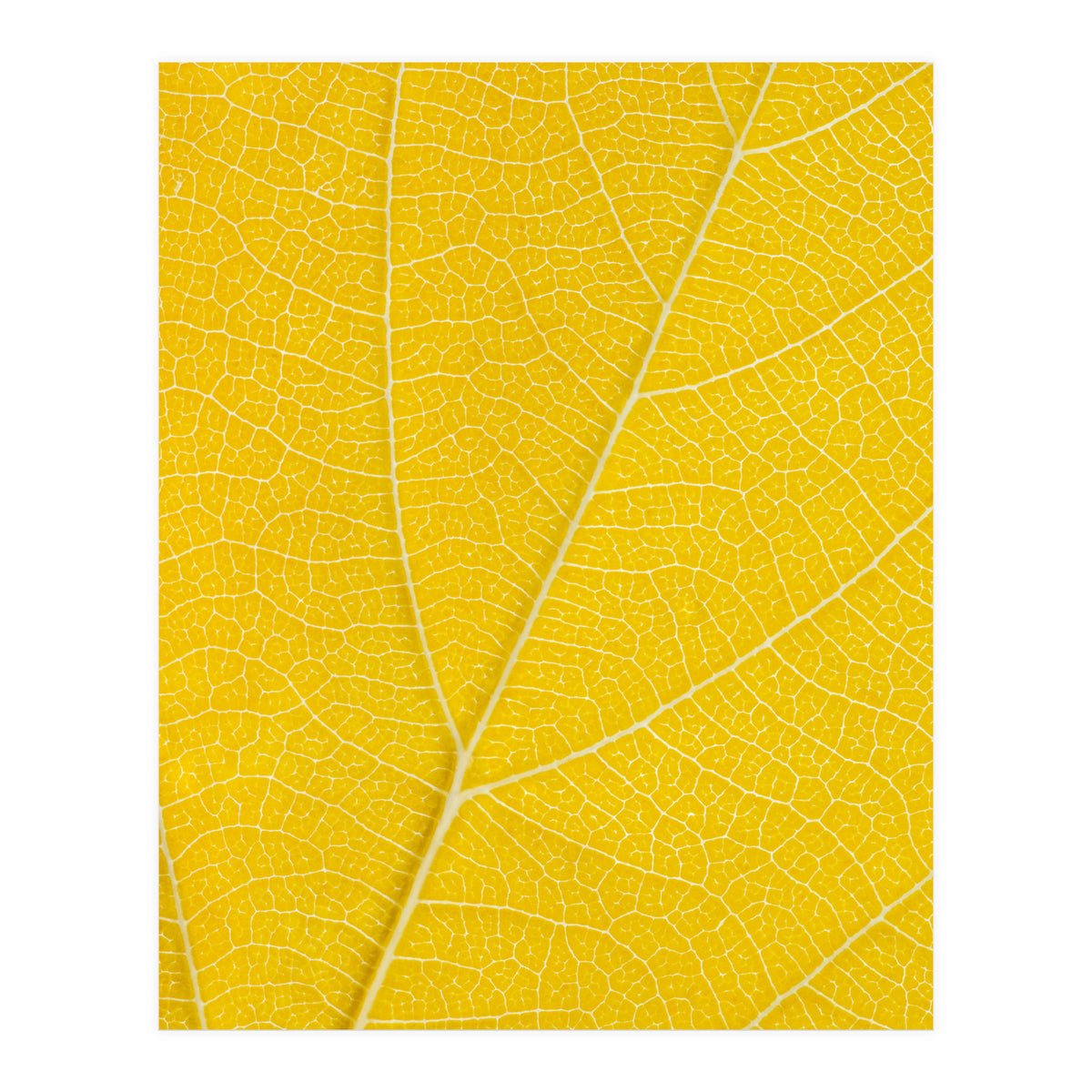 Autumn Leaf (Print Only)
