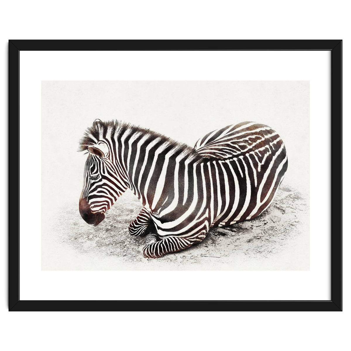 Zebra