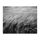 Moody Barley Field (Print Only) thumbnail
