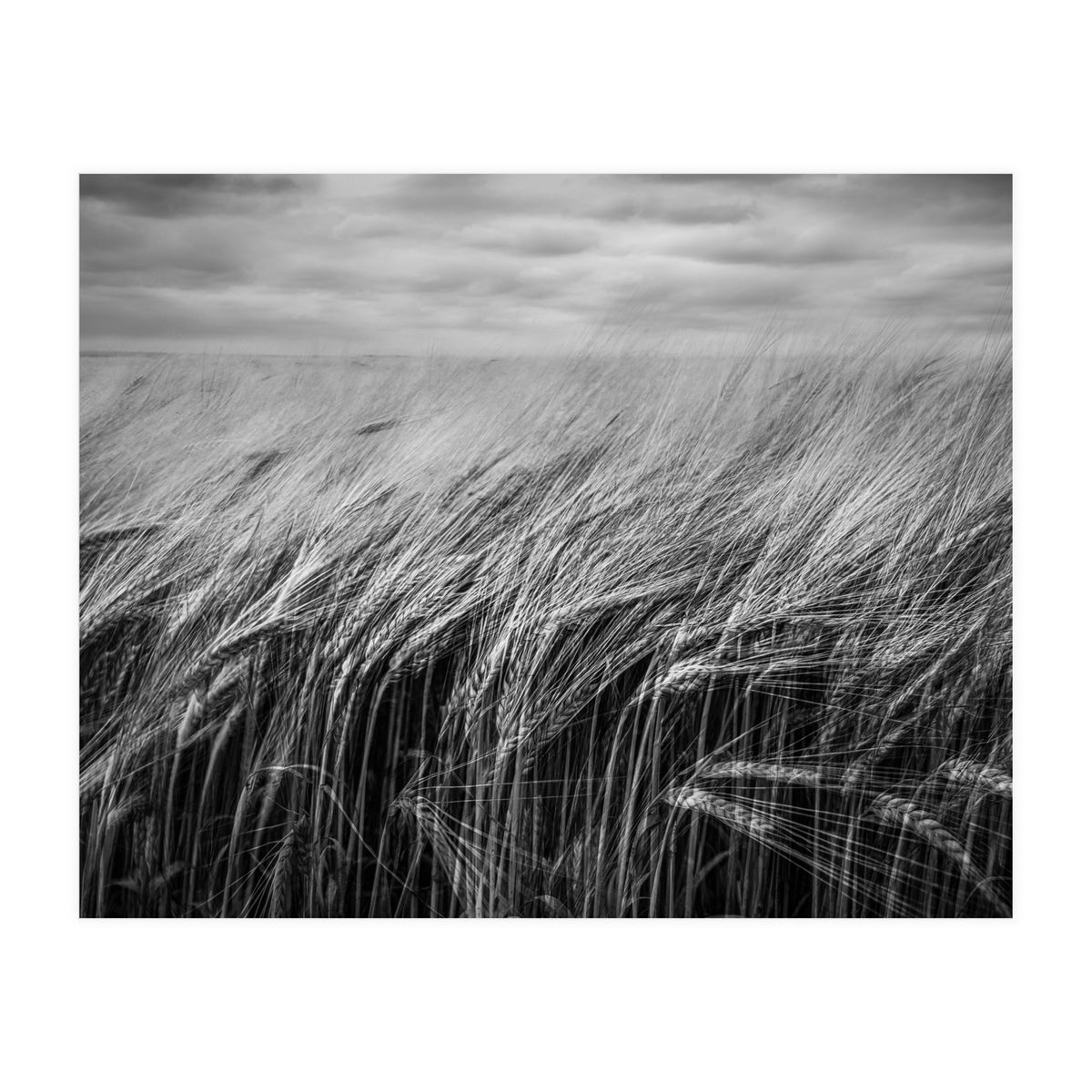 Moody Barley Field (Print Only)