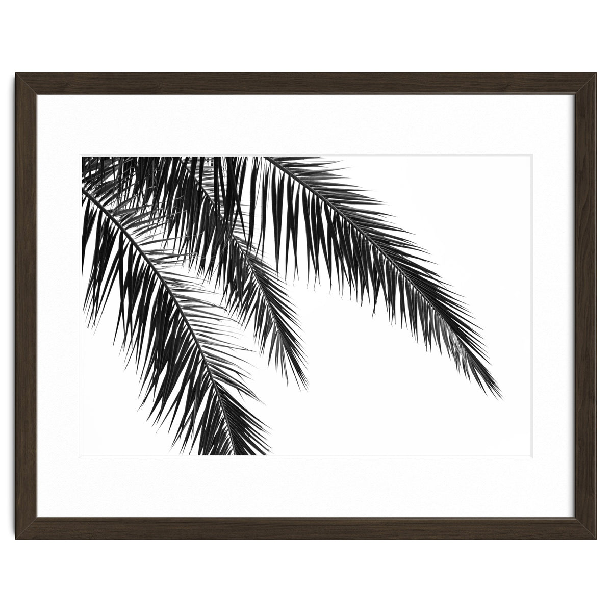 Palm Leaves