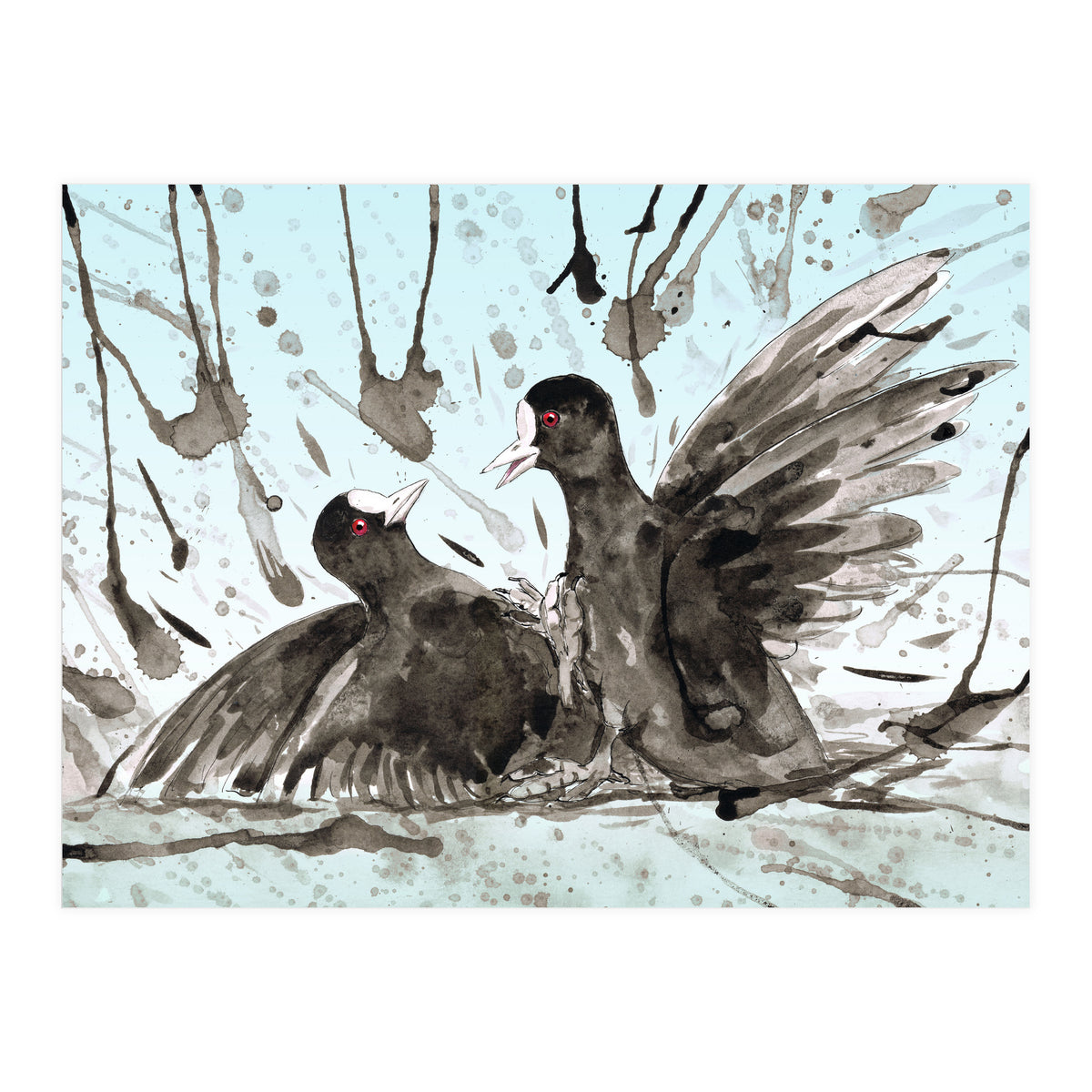 Fighting coots (Print Only)