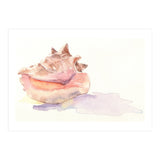 Conch Shell (Print Only) thumbnail