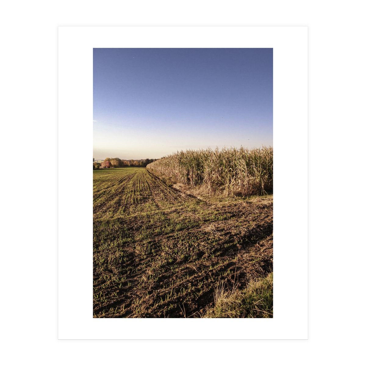 Bucolism 3 (Print Only)