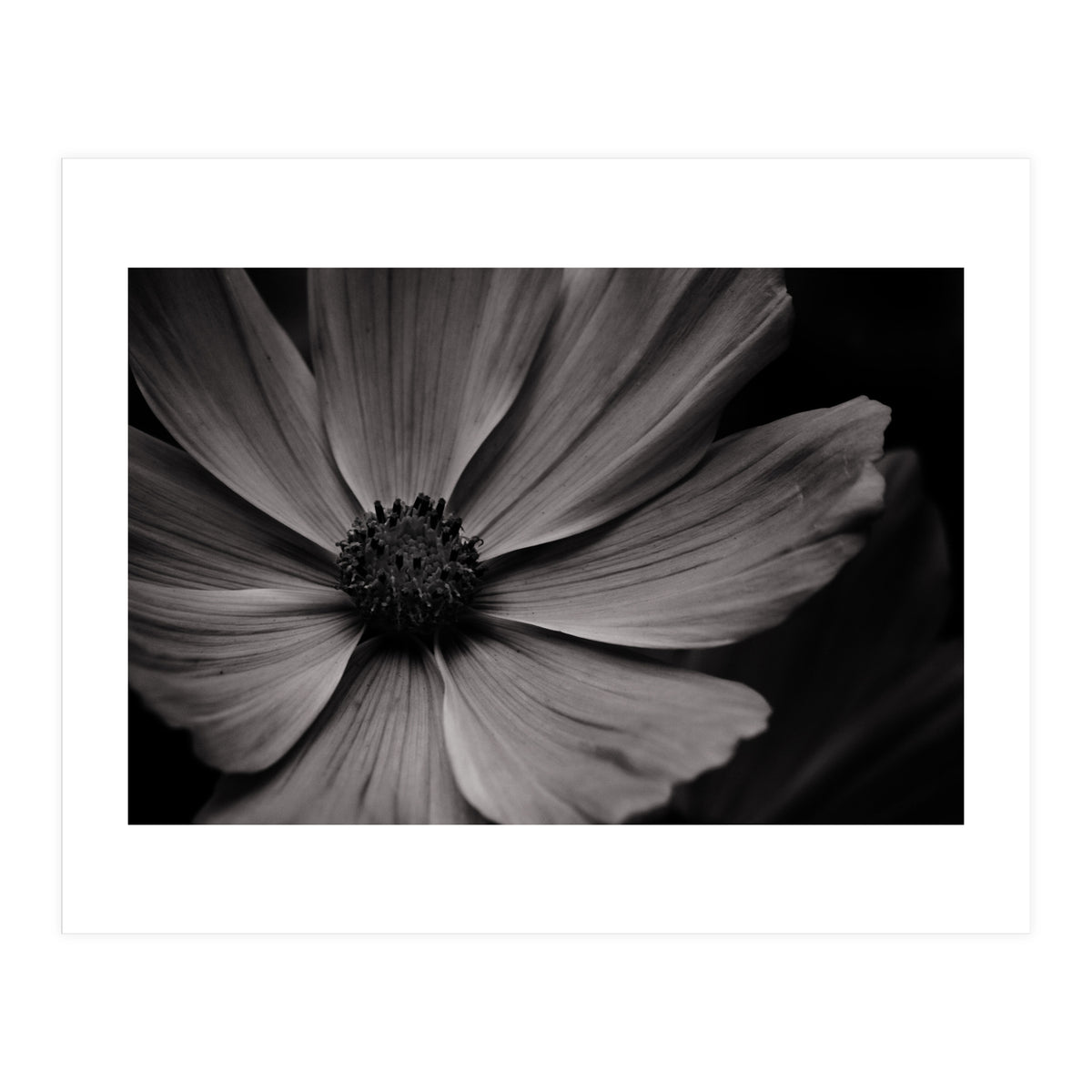 Black And White Flower (Print Only)