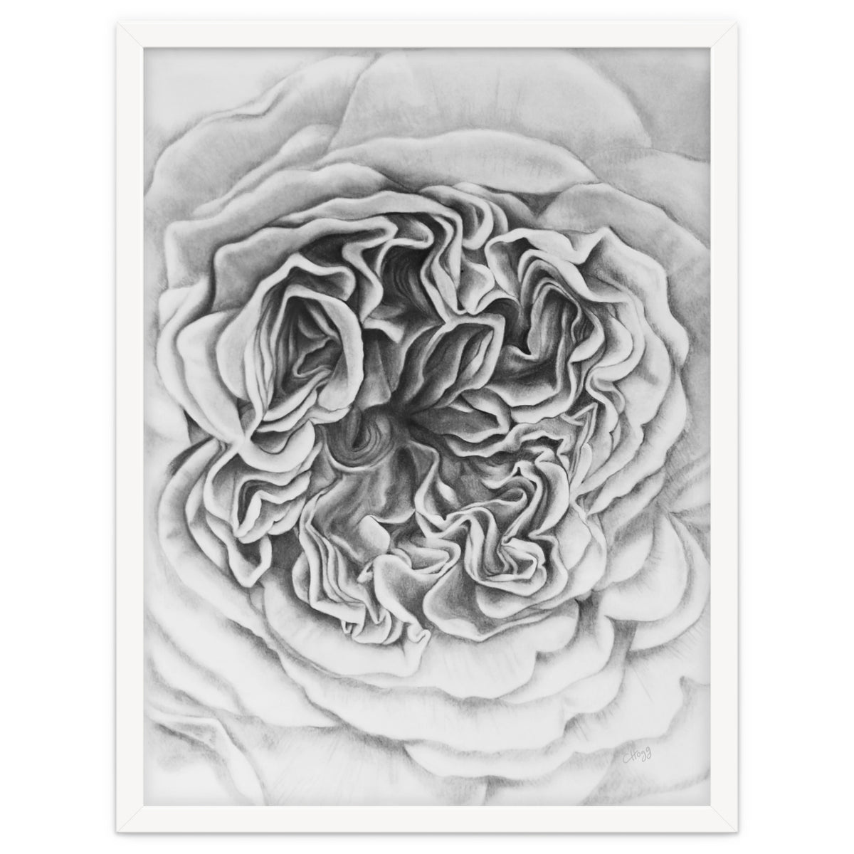 A Rose in Monochrome