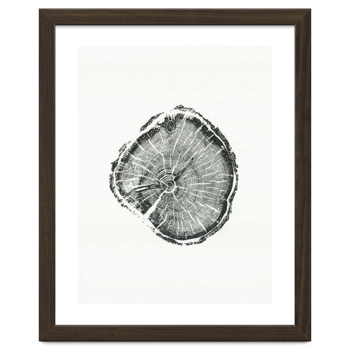 Tree Ring Print, Albion Basin, Utah, Pine Tree Print