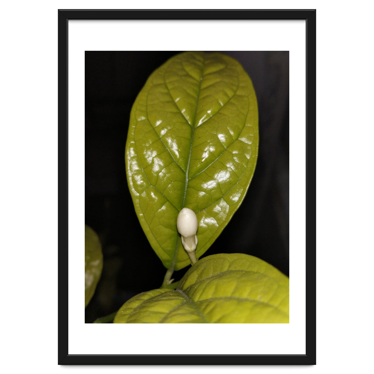 Jasmine Flower Fragrance