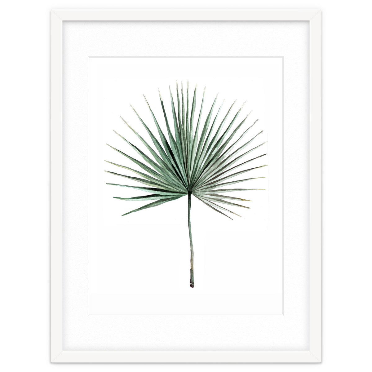 Botanical Illustration Fanpalm